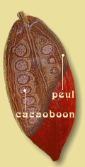De peulvrucht met de cacaobonen